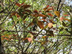 Mecocerculus leucophrys