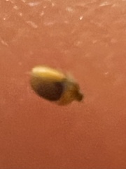 Sericoderus