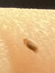 Sericoderus
