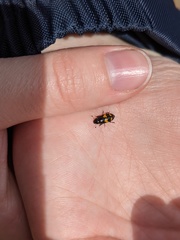 Glischrochilus fasciatus