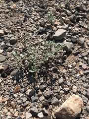 Tiquilia mexicana