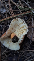 Lactifluus