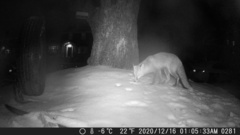 Vulpes vulpes fulvus