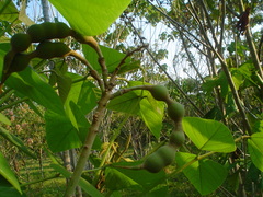 Erythrina folkersii