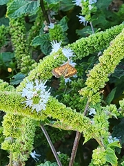 Pyrausta californicalis
