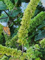 Pyrausta californicalis