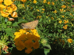 Hylephila phyleus