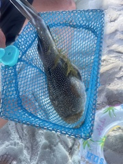 Astroscopus y-graecum