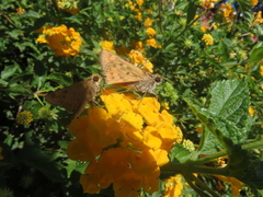 Hylephila phyleus