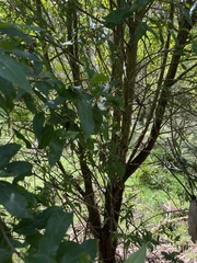 Prostanthera lasianthos