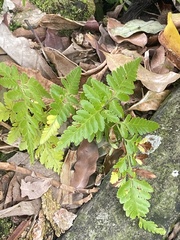 Davallia denticulata