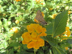 Hylephila phyleus