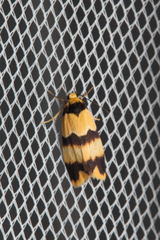 Stenoscaptia venusta