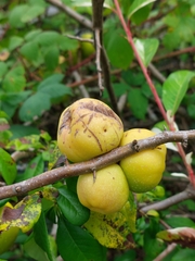 Chaenomeles