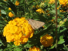 Hylephila phyleus