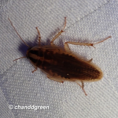 Blattella germanica
