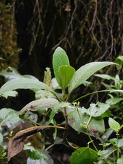Tournefortia fuliginosa