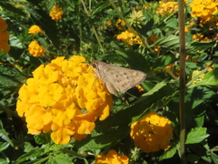 Hylephila phyleus