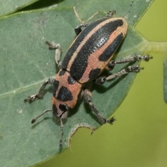 Eudiagogus pulcher