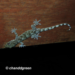 Gekko chinensis