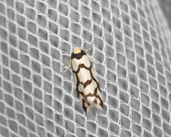 Scaptesyle dichotoma