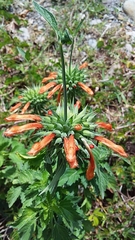 Leonotis nepetifolia