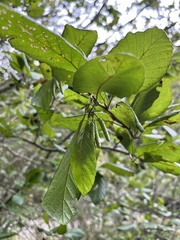 Alnus serrulata