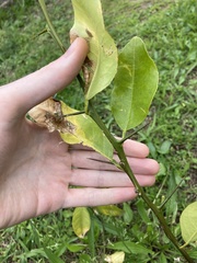 Citrus