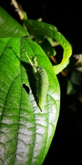 Hestina assimilis