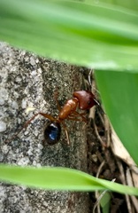 Camponotus floridanus