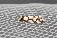 Scaptesyle dichotoma