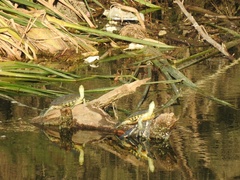 Trachemys hartwegi