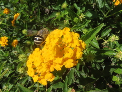 Anthophora urbana