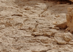 Pseudotrapelus sinaitus