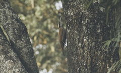 Lepidocolaptes angustirostris