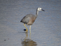 Egretta novaehollandiae novaehollandiae