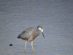 Egretta novaehollandiae novaehollandiae