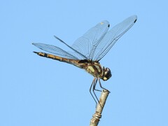 Tramea cophysa