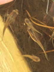 Actinopterygii