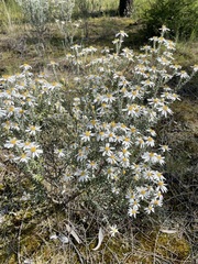 Olearia pimeleoides