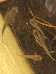 Actinopterygii