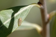 Caladonus coquilletti