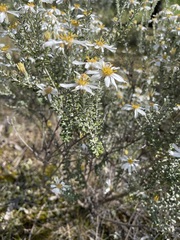 Olearia pimeleoides