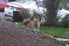 Vulpes vulpes fulvus