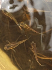 Actinopterygii