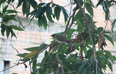Turdus amaurochalinus
