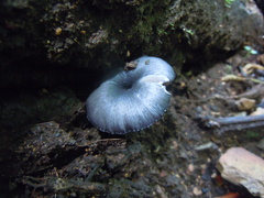 Cyanula