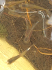 Actinopterygii
