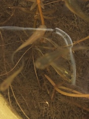 Actinopterygii