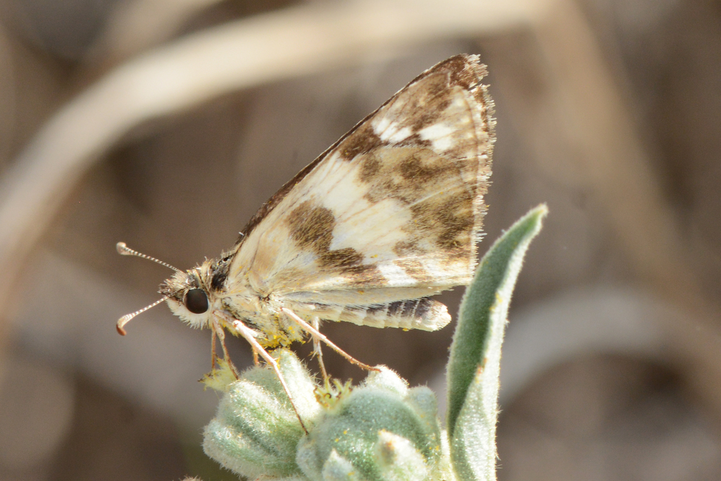 Erichson's White-Skipper